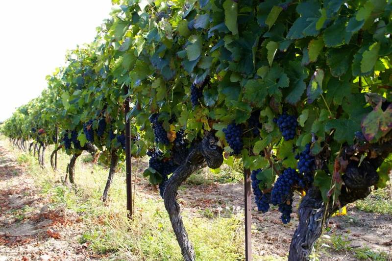 Domaine des Loubatieres_Saint-Bauzély