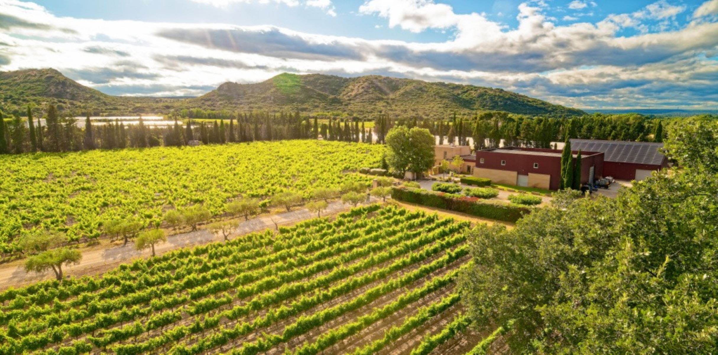 Vignes