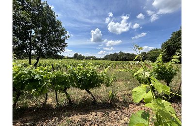 Vignes
