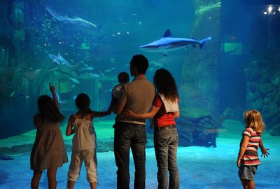 Découvrez le Requinarium, espace unique en Europe, entièrement consacré aux squales