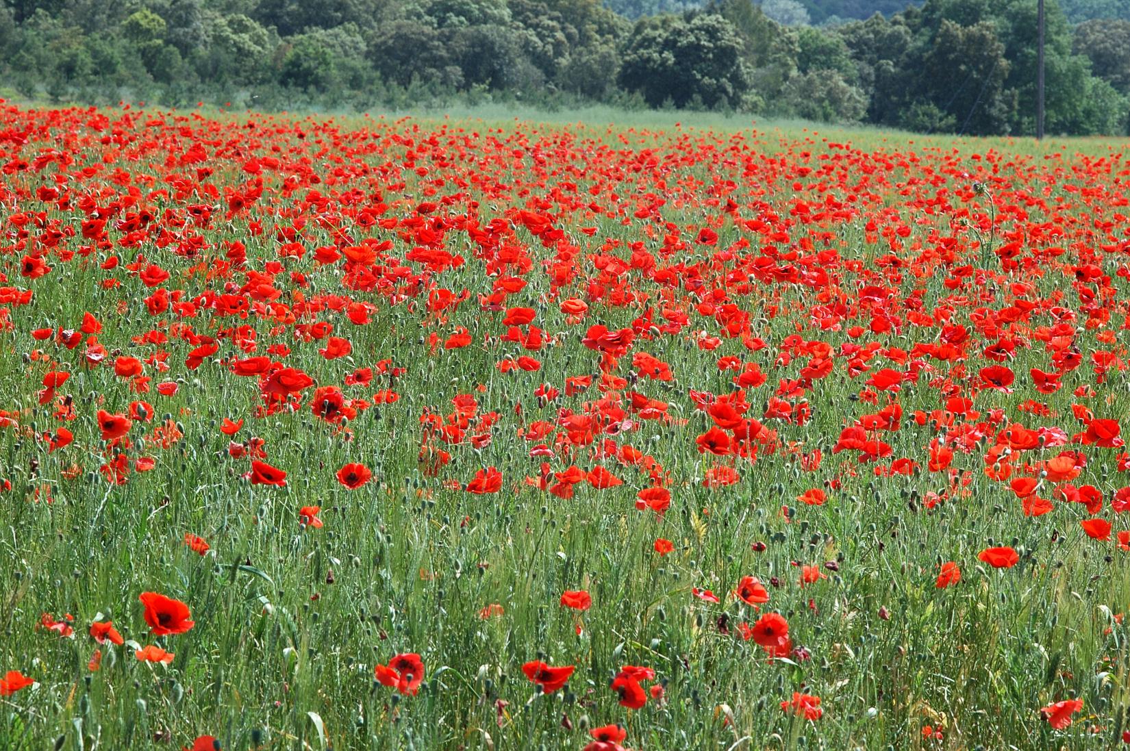 Champ de coquelicot