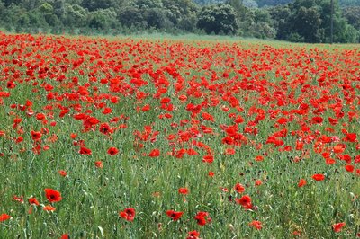 Champ de coquelicot