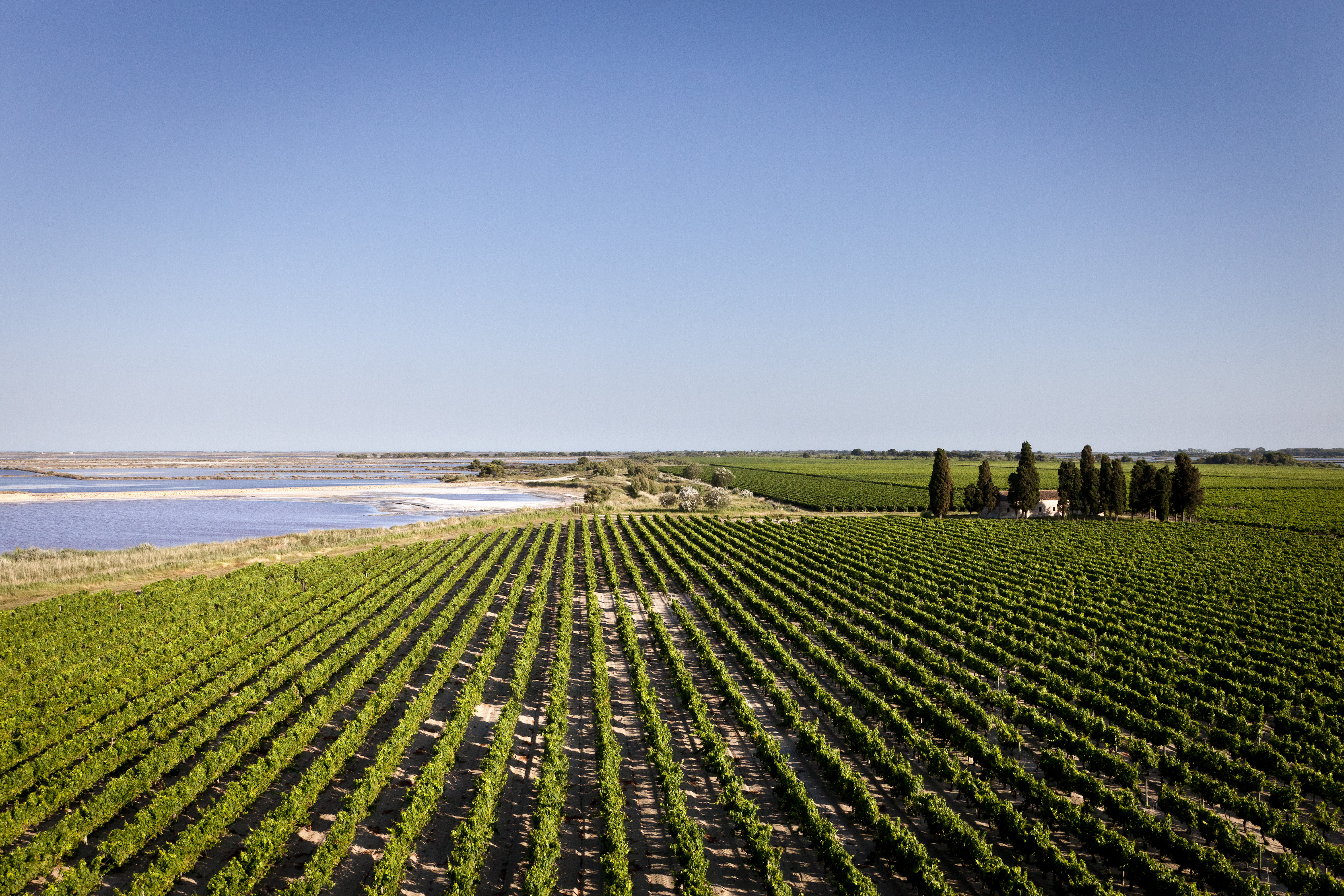 Vignoble