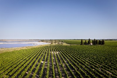 Vignoble