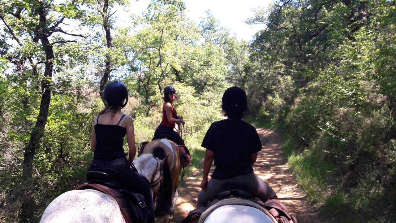 Balade en forêt avec Terre à Cheval