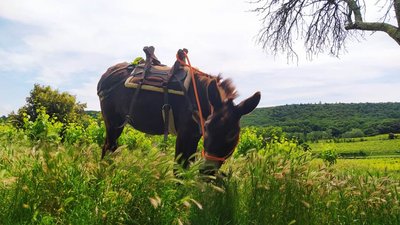 Domaine de la Picholine