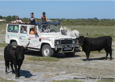 camargue en 4x4