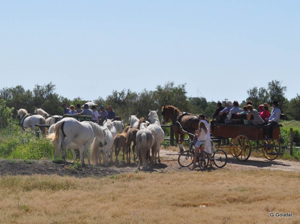 SORTIE EN CALECHE AU MILLIEU DES JUMENTS