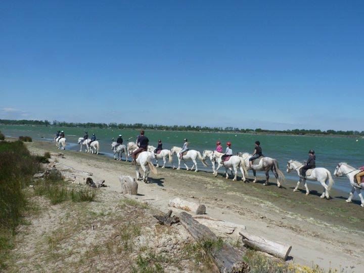 Promenade cheval bord étang