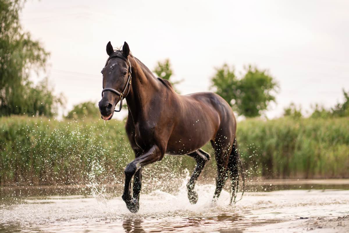 Poney Club du vieux verger