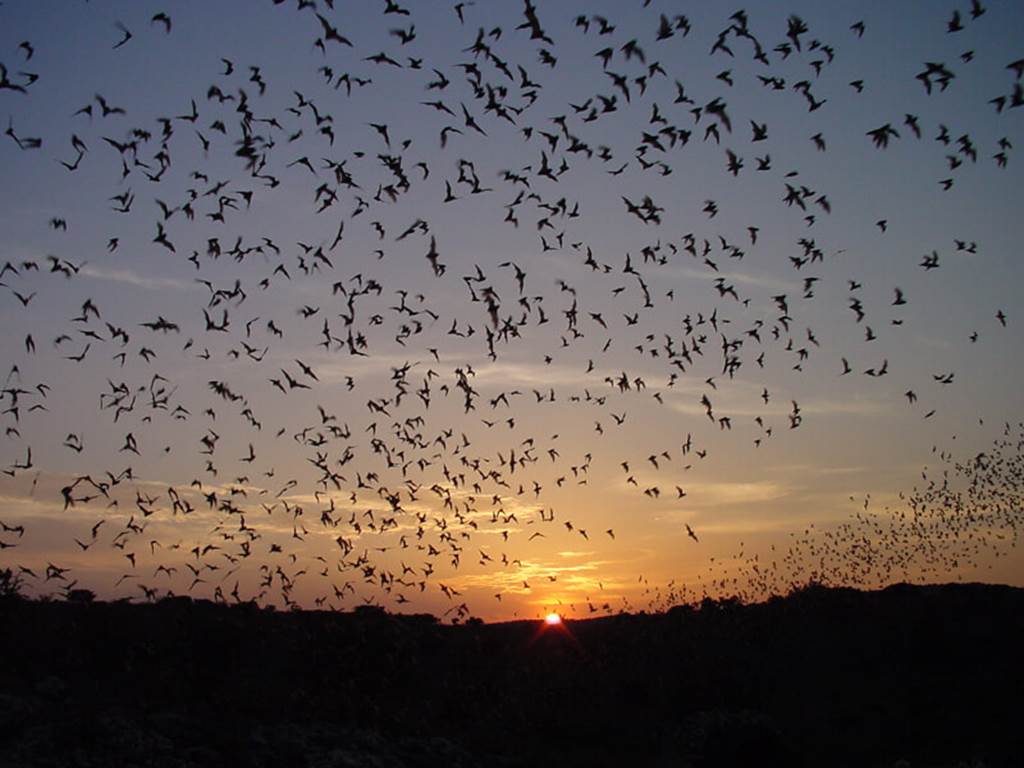 chauves-souris