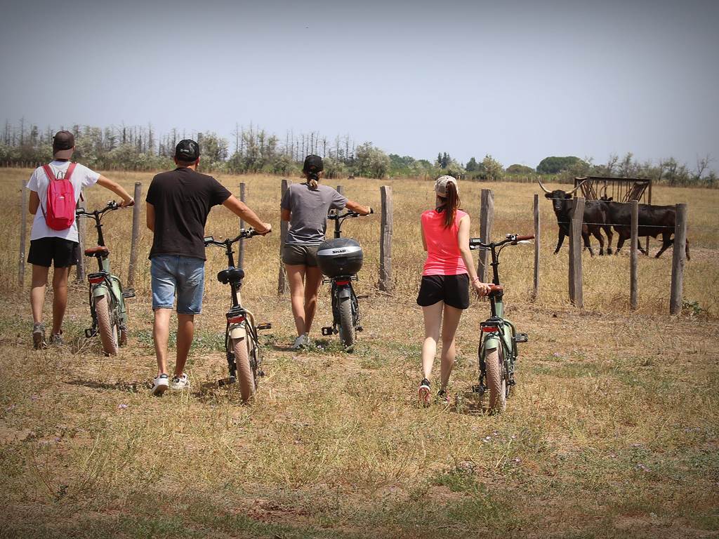 Visiteurs à vélo devant taureaux