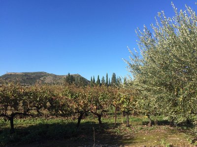 Vignoble