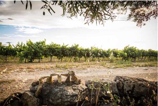 Sentier Découverte Vignes, Vins & Patrimoine - Collines du Bourdic_Bourdic