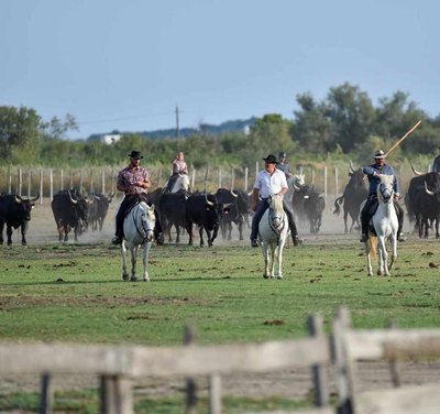 Soirée Camarguaise - Manade Jullian_Aigues-Mortes