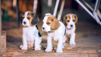 L'univers du chiot