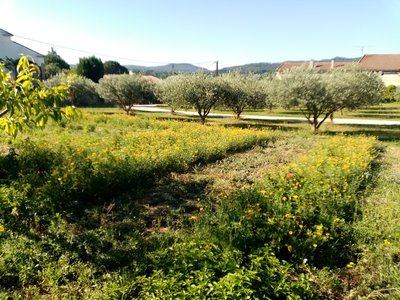 Le champ à tisanes de Fleur d'Artisane à St Gervais