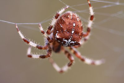 Araneus pallidus