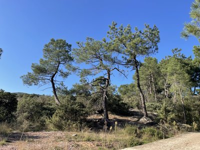 forêt de rouvergue