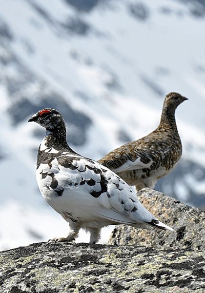 adaptation aux saisons Rock_Ptarmigan_(Lagopus_Muta), Jan Frode Haugseth