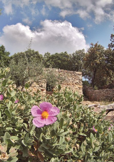 La main de l'Homme Garrigue_Cyste_murets_Sylvain_Bidot