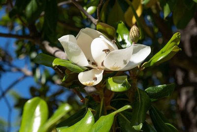 À la découverte des insectes pollinisateurs
