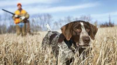 Concours canin départemental