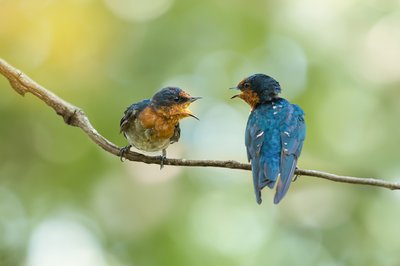 Un été avec le parc - Un autre regard sur les oiseaux_Mialet