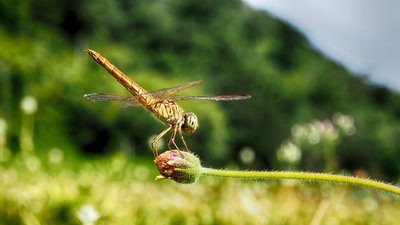 Découverte du petit monde des libellules