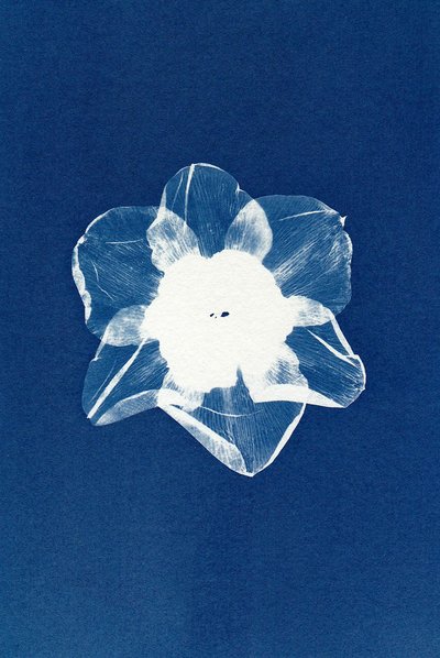 Atelier - Livre accordéon au fil de l'eau en cyanotype_Anduze