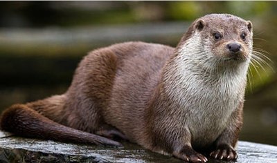 Sortie - Comme une loutre, descendons le gardon_Saint-Jean-du-Gard