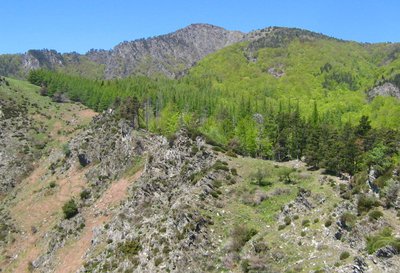 Forêt domaniale de l'Aigoual