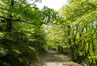 Forêt domaniale de l'Aigoual