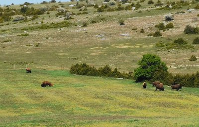 Bisons d'Amérique