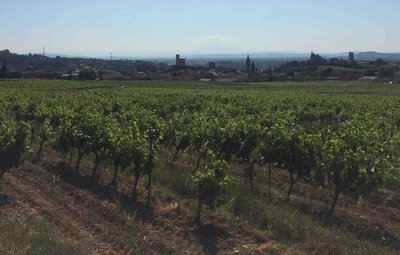 Vignoble d'Aiguèze