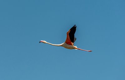 Vol de Flamant Rose