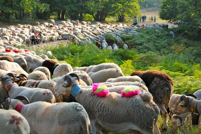 Fête de la Transhumance