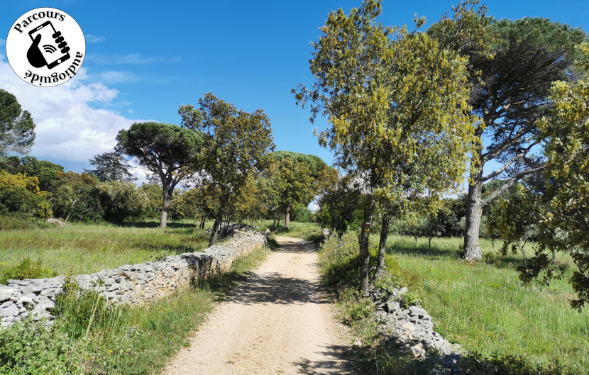 Chemin de garrigue