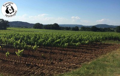 Vignoble Côtes du Rhône