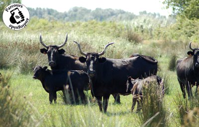 Taureaux de Camargue