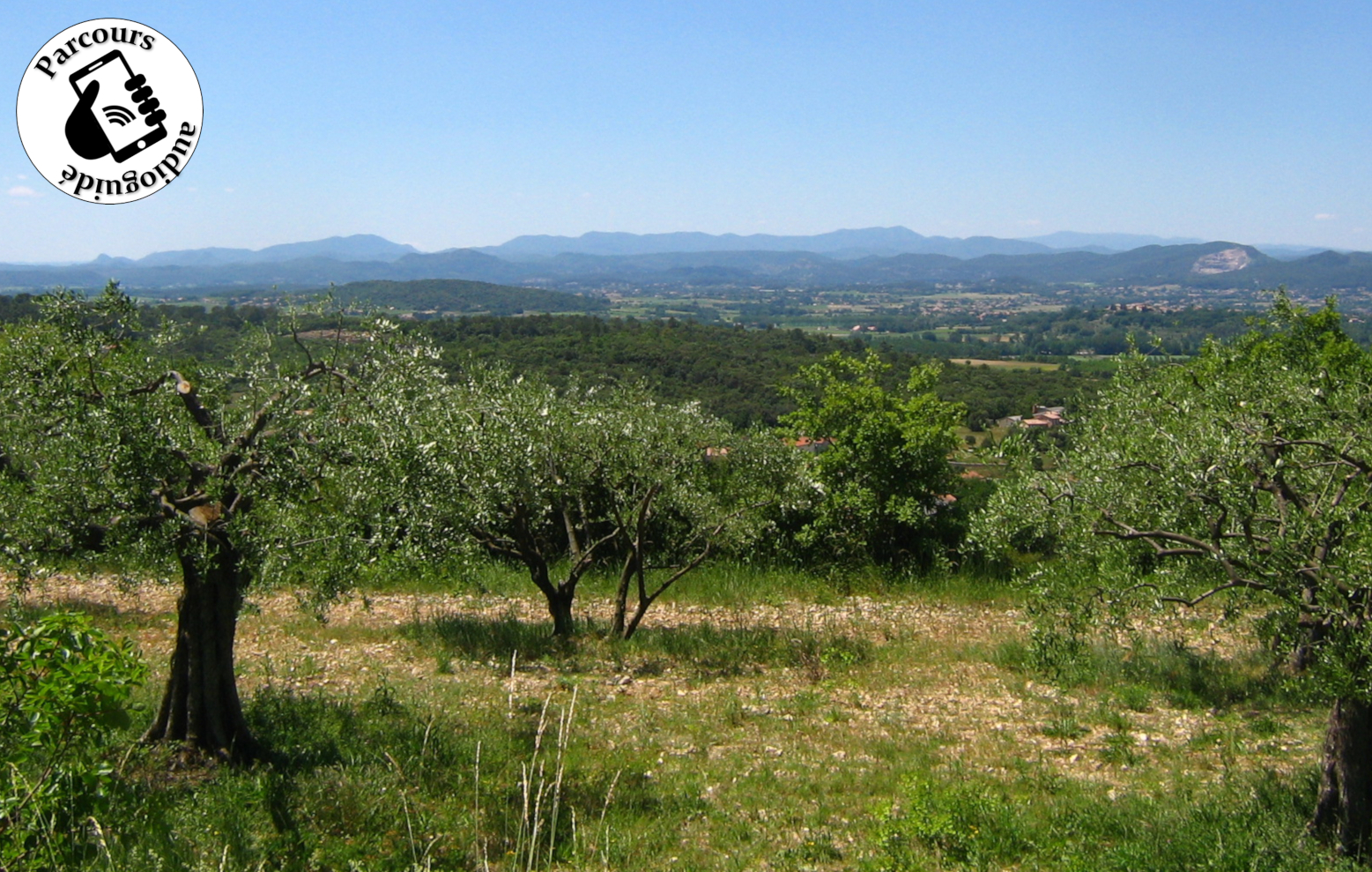 Oliviers et vue sur les Cévennes