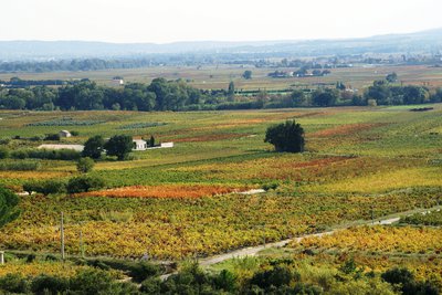 Vignobles