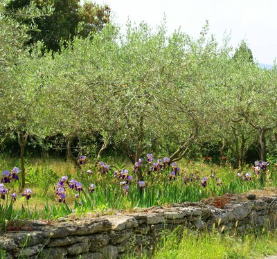 Vue de la Boucle des Olivettes