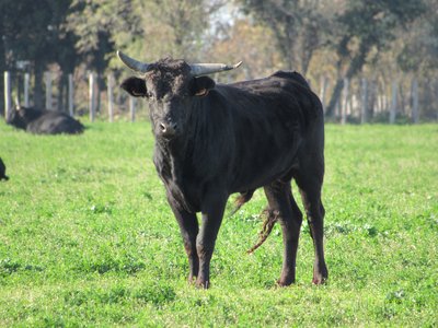 Taureau de Camargue dans les prés de Le Cailar (© Office de Tourisme Cœur de Petite Camargue)