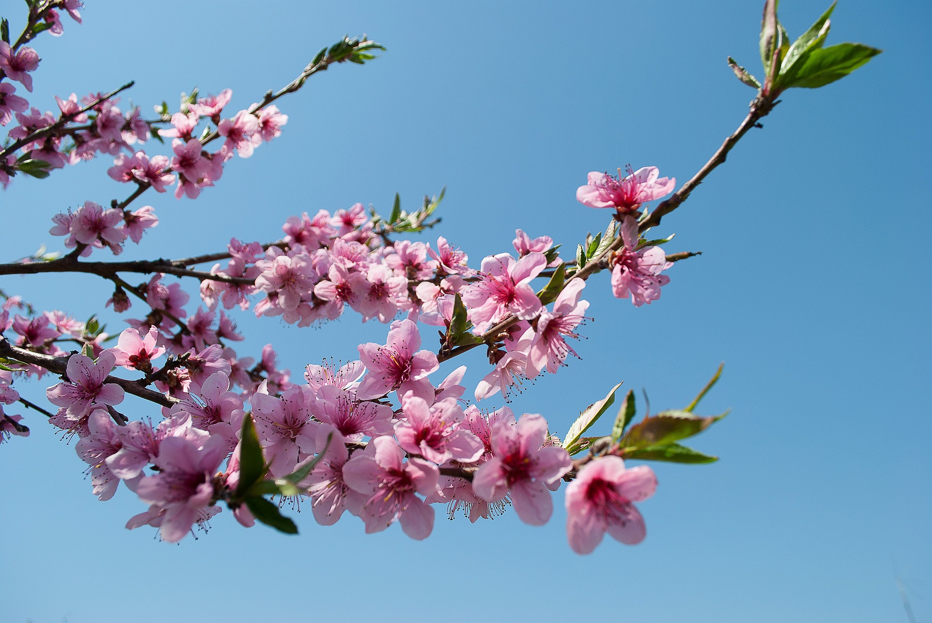 Les vergers au printemps - branche de pêcher en fleurs