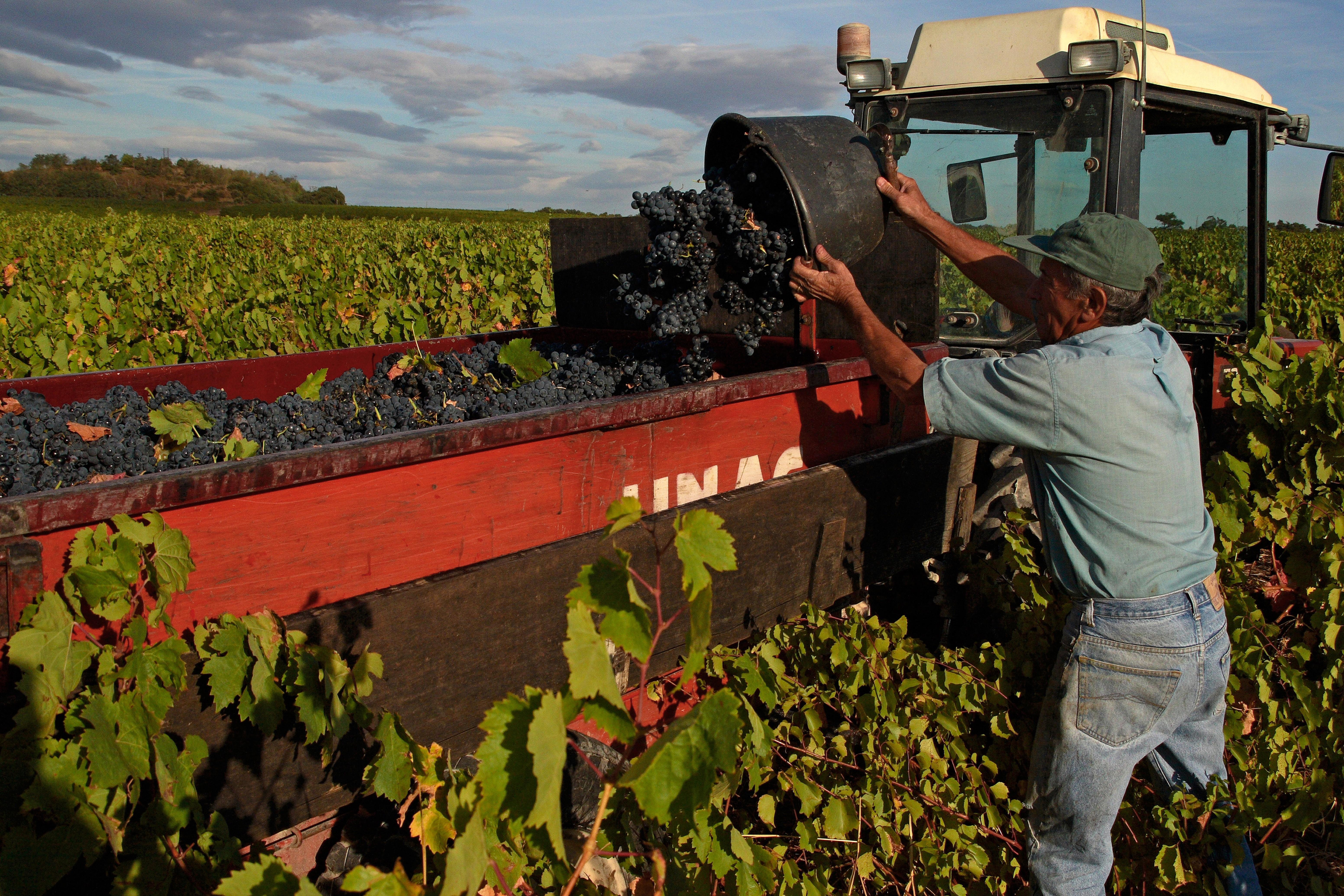 Vendanges en Costières de Nîmes